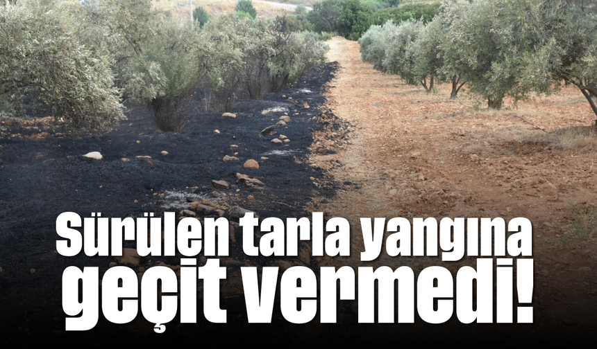 Sürülen tarla yangına geçit vermedi!