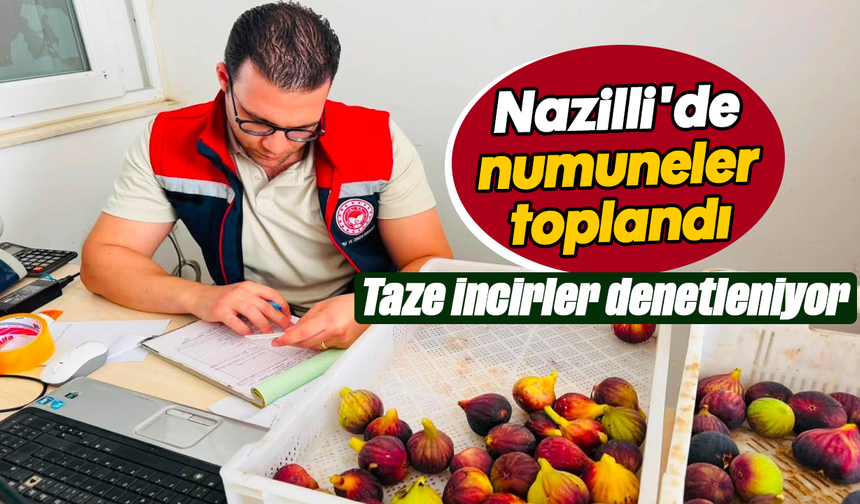 Nazilli'de numuneler toplandı : Taze incirler denetleniyor