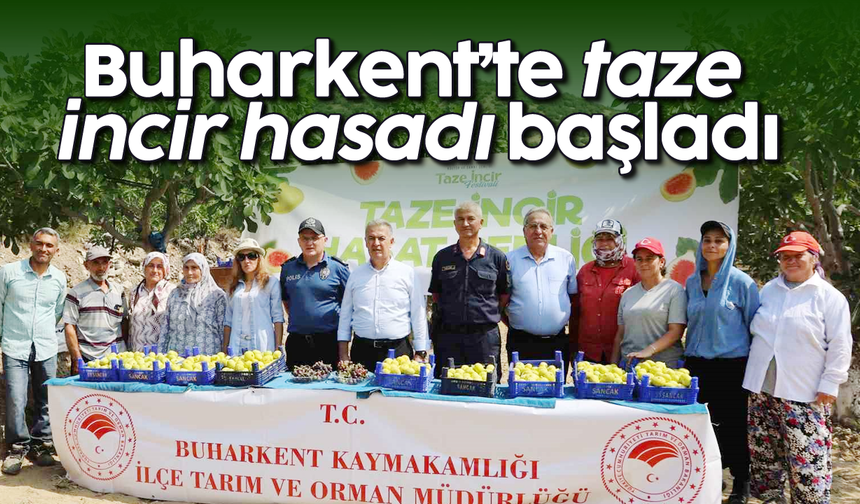 Buharkent’te taze incir hasadı başladı
