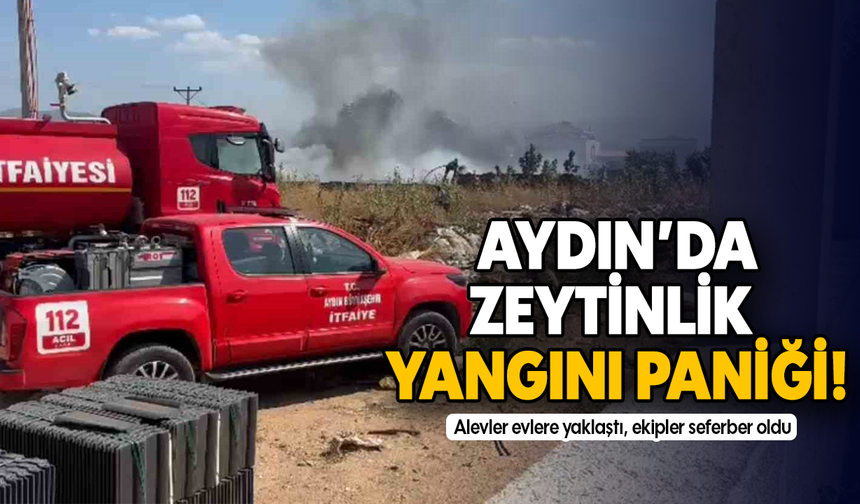 Aydın’da zeytinlik yangını paniği!