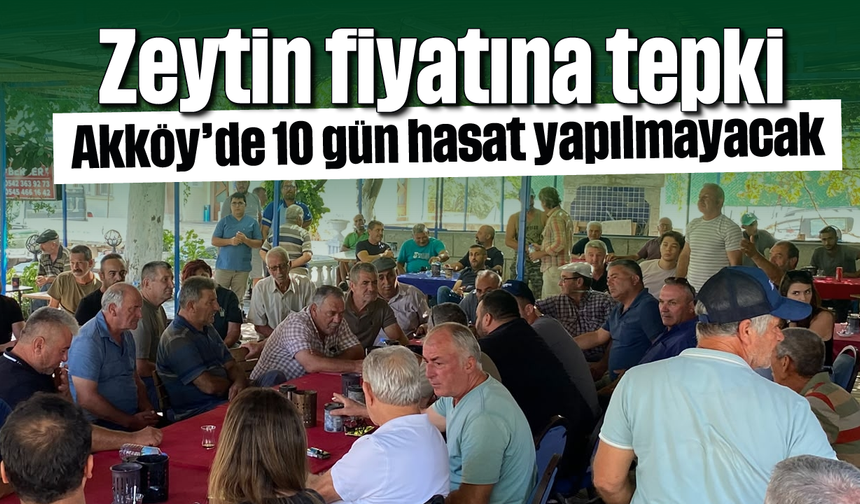 Zeytin fiyatına tepki: Akköy’de 10 gün hasat yapılmayacak