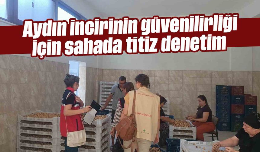 Aydın incirinin güvenilirliği için sahada titiz denetim