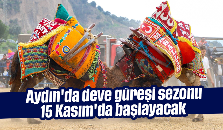Aydın'da deve güreşi sezonu 15 Kasım'da başlayacak