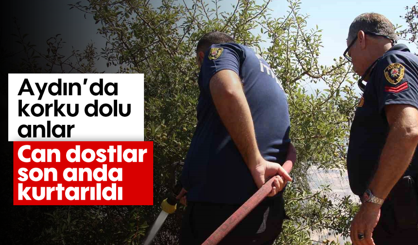 Aydın'da korku dolu anlar: Can dostlar son anda kurtarıldı