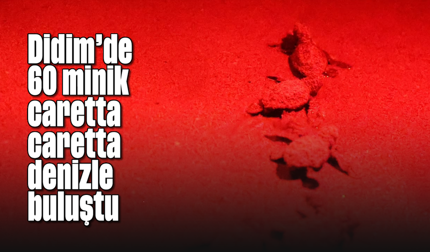 Didim'de 60 minik caretta caretta denizle buluştu