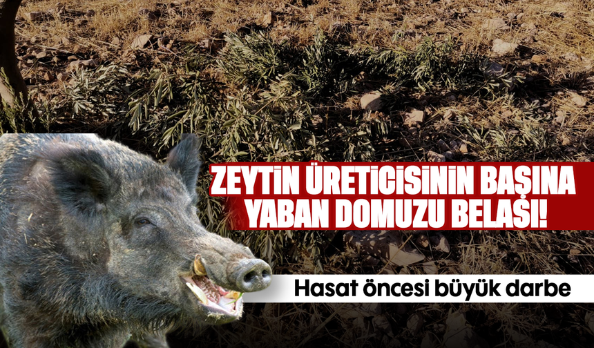 Zeytin üreticisinin başına yaban domuzu belası!