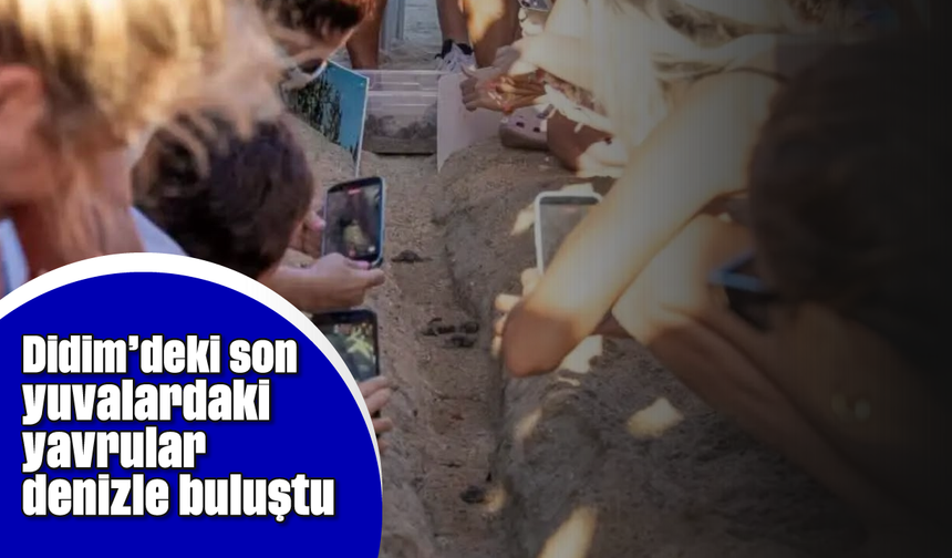 Didim’deki son yuvalardaki yavrular denizle buluştu
