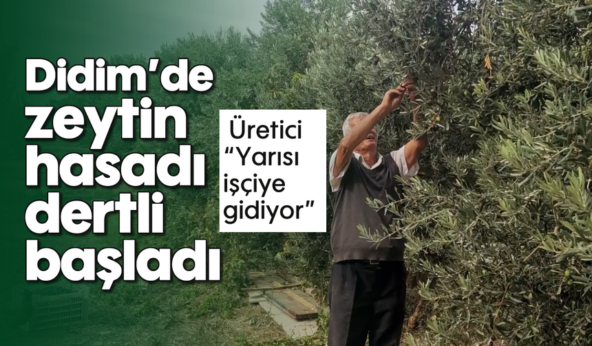 Didim’de zeytin hasadı dertli başladı
