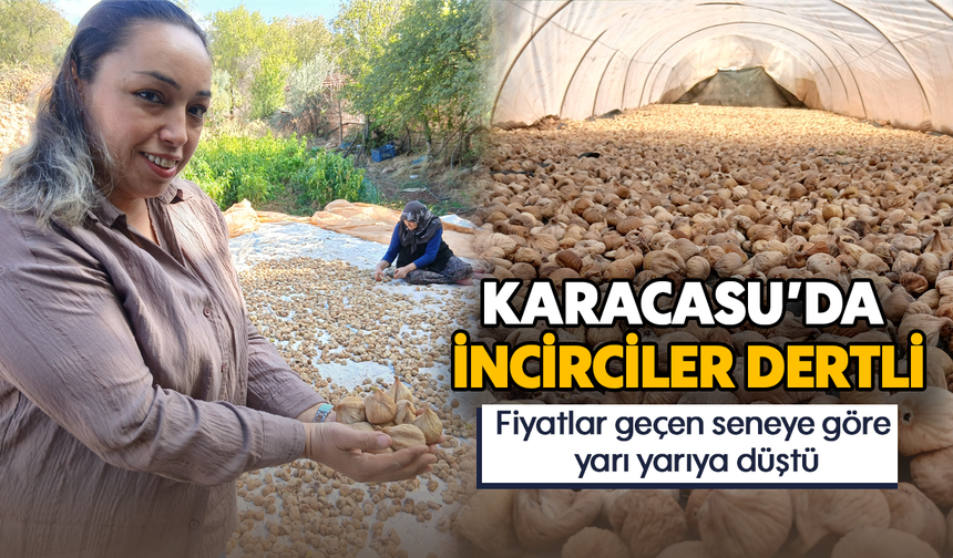 Karacasu'da incirciler dertli: Fiyatlar geçen seneye göre yarı yarıya düştü