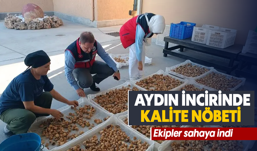 Aydın incirinde kalite nöbeti: Ekipler sahaya indi