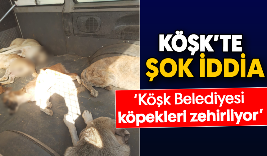 Köşk’te şok iddia: ‘Köşk Belediyesi köpekleri zehirliyor’