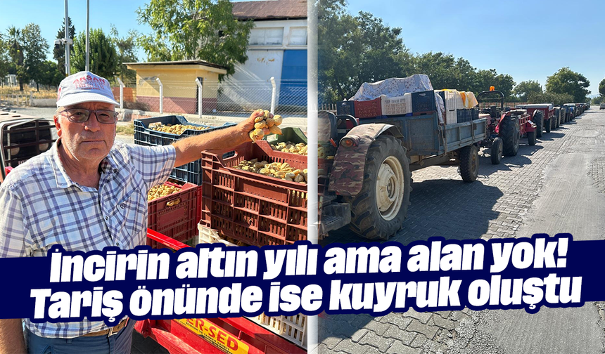 İncirin altın yılı ama alan yok! Tariş önünde ise kuyruk oluştu