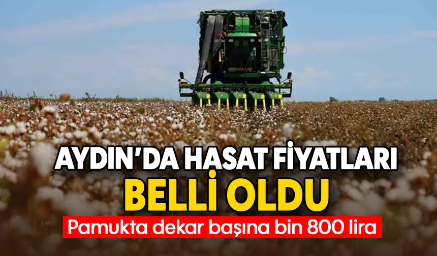 Aydın’da hasat fiyatları belli oldu: Pamukta dekar başına bin 800 lira