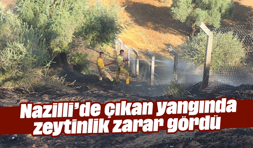 Nazilli’de çıkan yangında zeytinlik zarar gördü