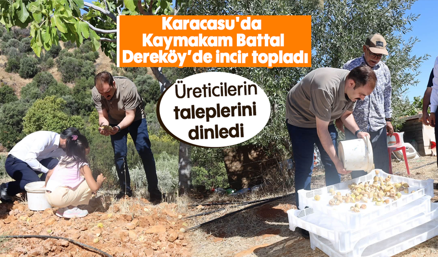 Karacasu'da Kaymakam Battal, Dereköy’de incir topladı