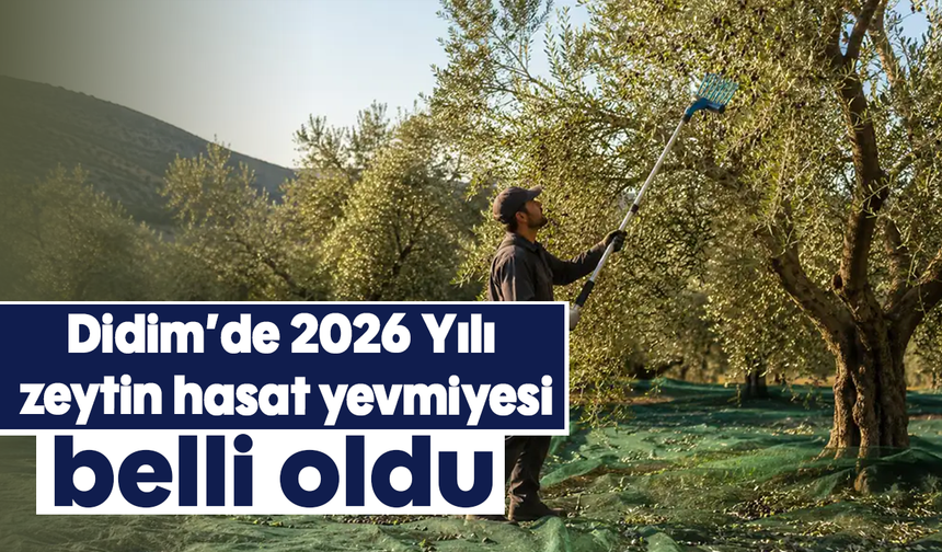 Didim’de 2026 Yılı zeytin hasat yevmiyesi belli oldu