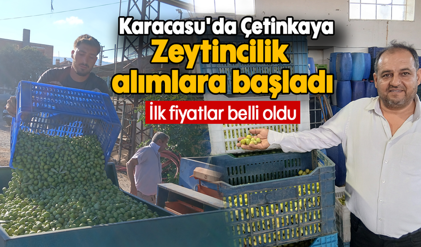 Karacasu'da Çetinkaya Zeytincilik alımlara başladı: İlk fiyatlar belli oldu