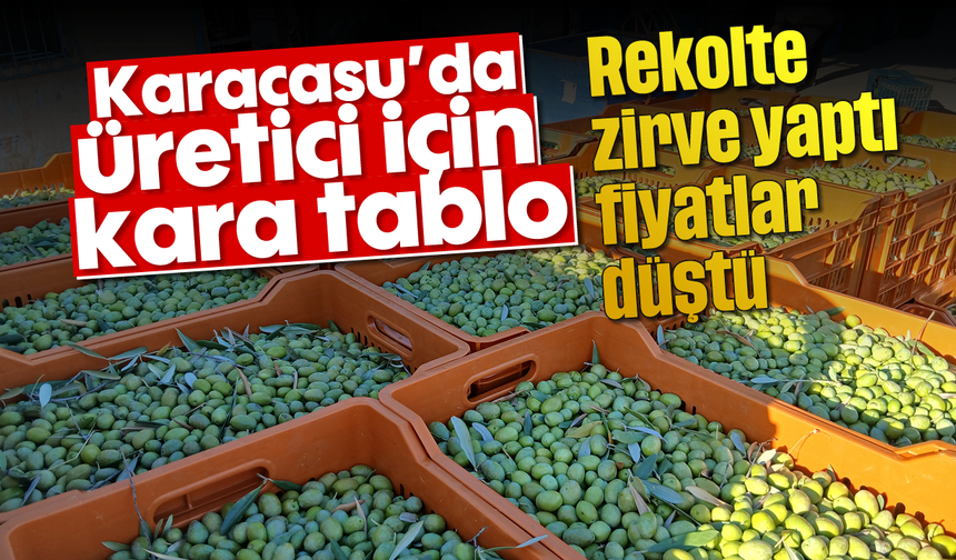 Karacasu'da üretici için kara tablo: Rekolte zirve yaptı, fiyatlar düştü