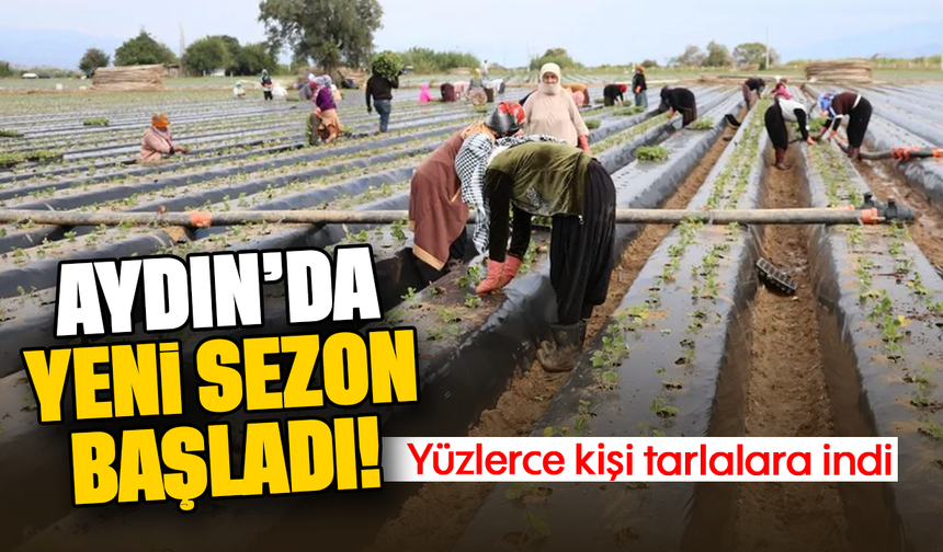 Aydın'da yeni sezon başladı! Yüzlerce kişi tarlalara indi