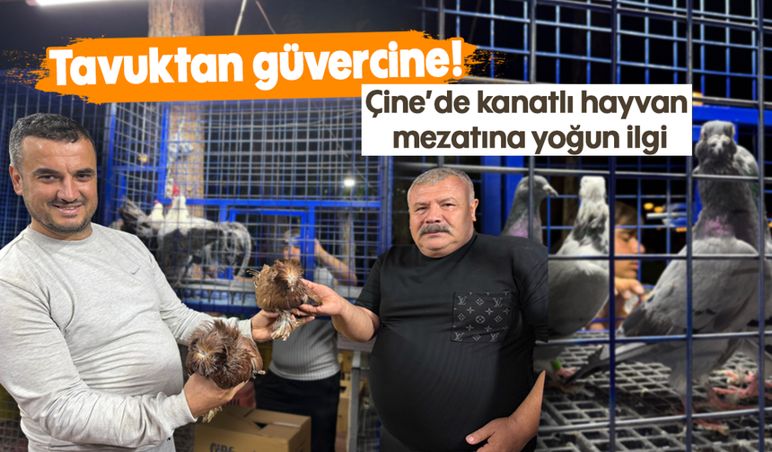 Tavuktan güvercine! Çine’de kanatlı hayvan mezatına yoğun ilgi