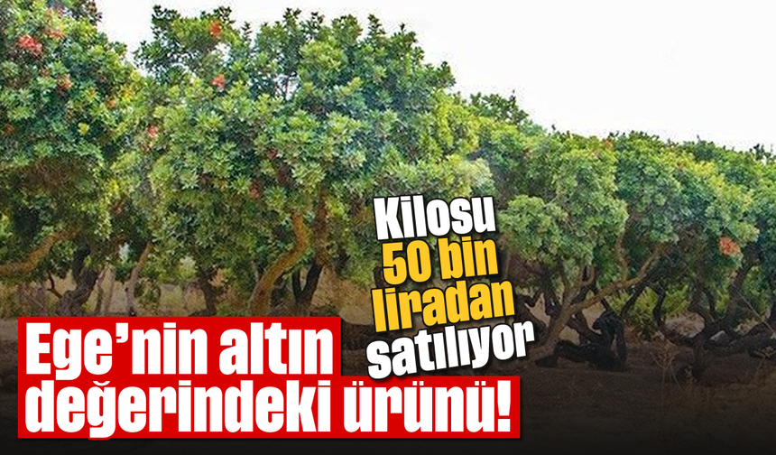 Ege'nin altın değerindeki ürünü! Kilosu 50 bin liradan satılıyor