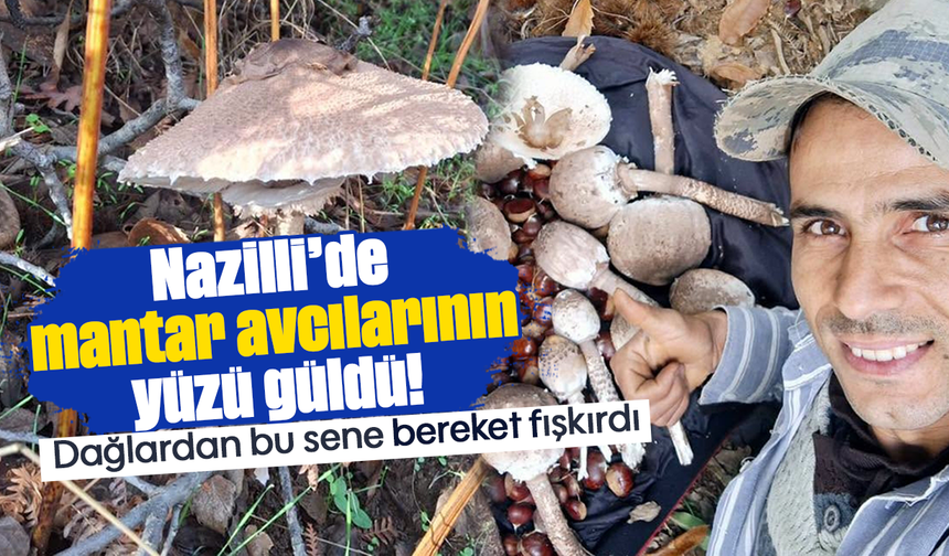 Nazilli’de mantar avcılarının yüzü güldü! Dağlardan bu sene bereket fışkırdı