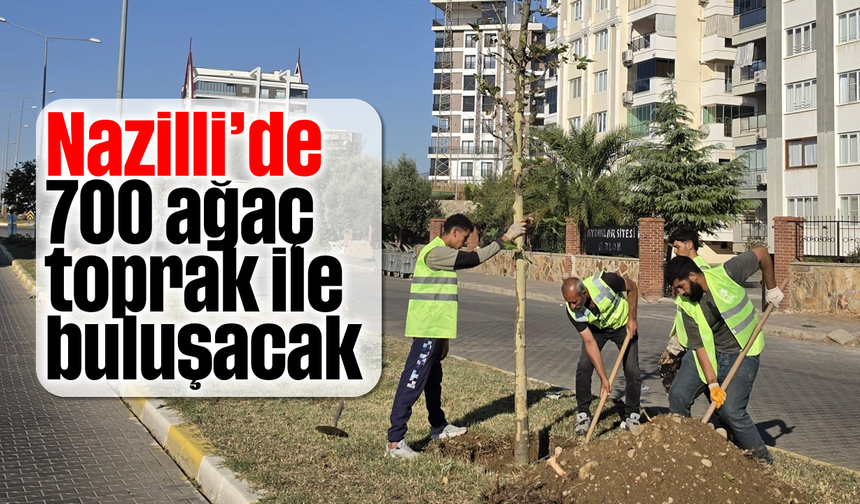 Nazilli'de 700 ağaç toprak ile buluşacak