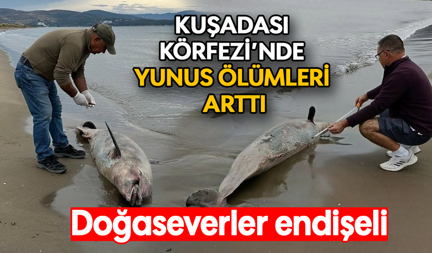 Kuşadası Körfezi’nde yunus ölümleri arttı: Doğaseverler endişeli