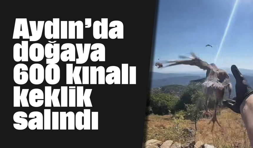 Aydın’da doğaya 600 kınalı keklik salındı