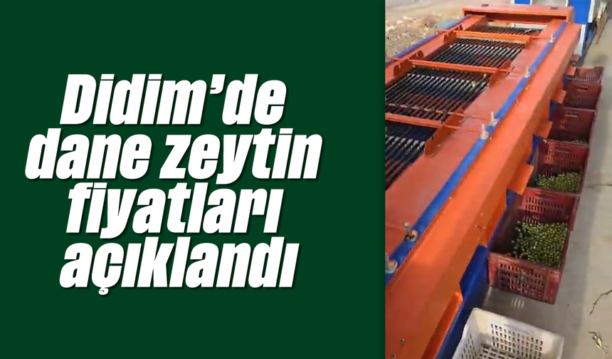 Didim’de dane zeytin fiyatları açıklandı
