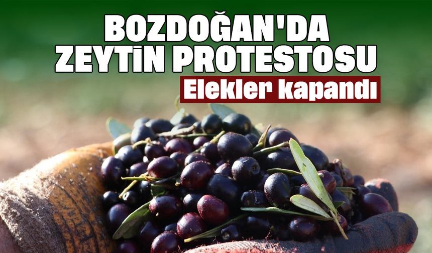 Bozdoğan'da zeytin protestosu: Elekler kapandı