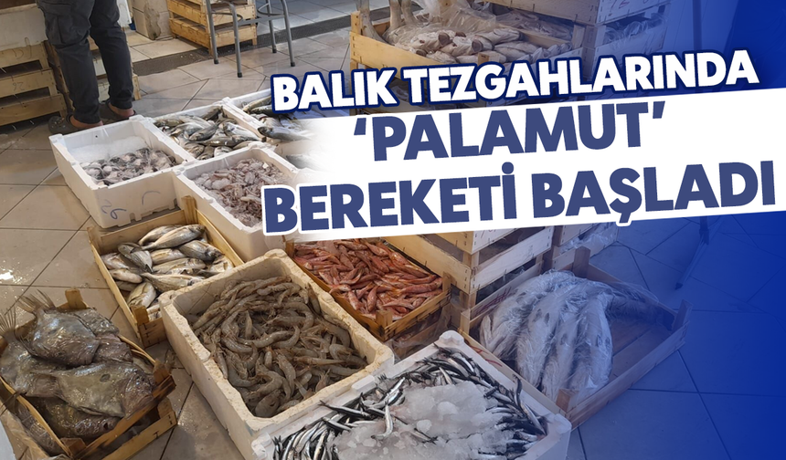 Balık tezgahlarında 'Palamut' bereketi başladı