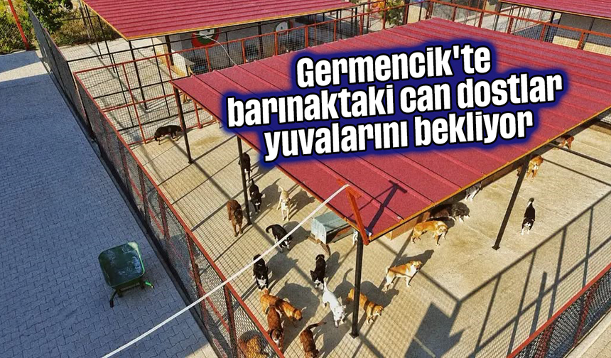 Germencik'te barınaktaki can dostlar yuvalarını bekliyor