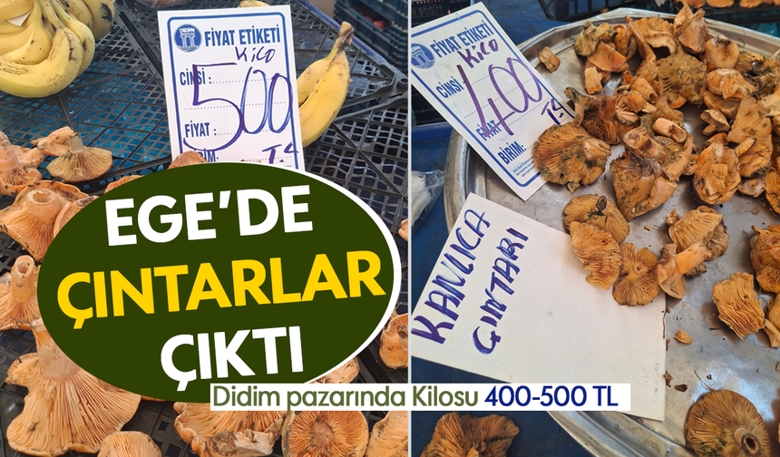 Ege’de Çıntarlar çıktı: Didim pazarında Kilosu 400-500 TL