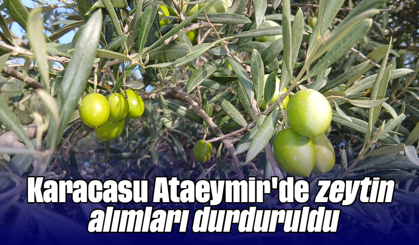 Karacasu Ataeymir'de zeytin alımları durduruldu