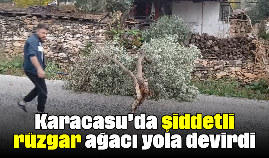 Karacasu’da şiddetli rüzgar ağacı yola devirdi
