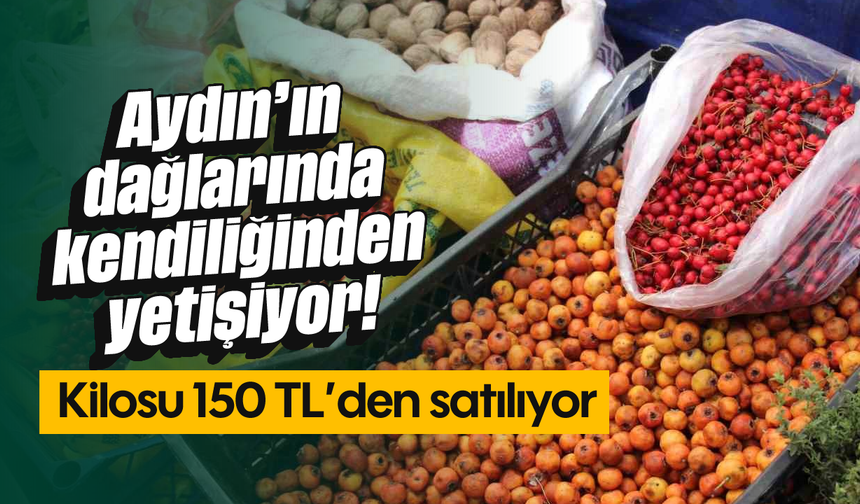 Aydın'ın dağlarında kendiliğinden yetişiyor! Kilosu 150 TL'den satılıyor