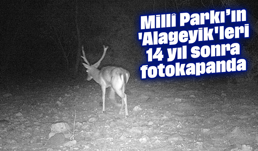 Millî Parkı’ın 'Alageyik'leri 14 yıl sonra fotokapanda