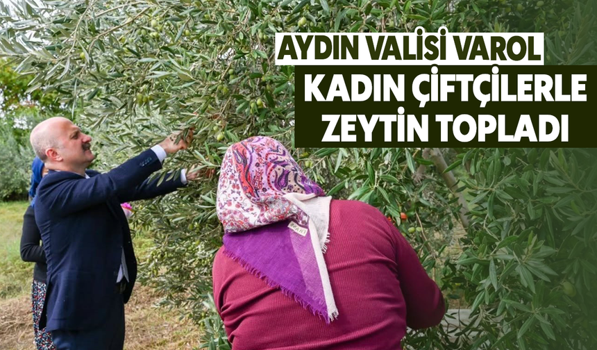 Aydın Valisi Varol, kadın çiftçilerle zeytin topladı
