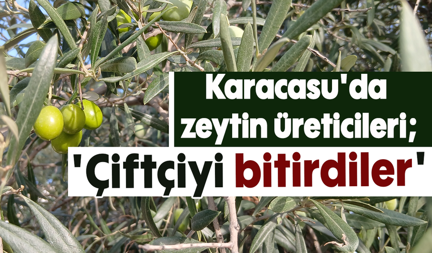 Karacasu'da zeytin üreticileri: 'Çiftçiyi bitirdiler'