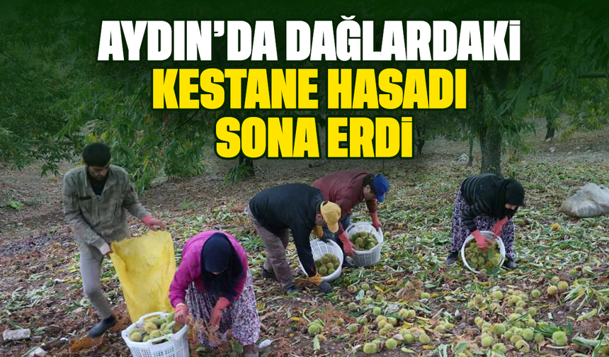 Aydın’da dağlardaki kestane hasadı sona erdi