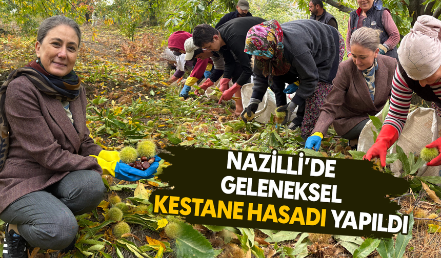 Nazilli’de geleneksel kestane hasadı yapıldı
