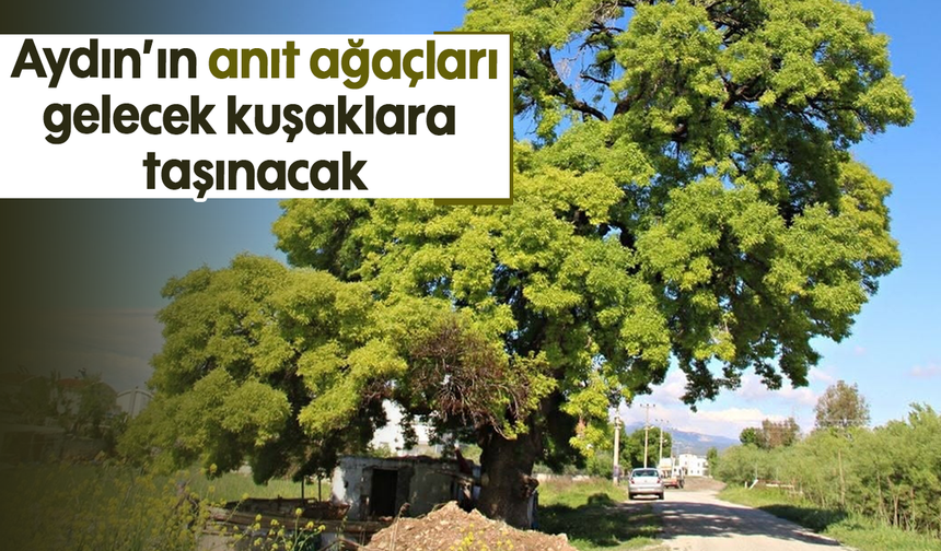 Aydın’ın anıt ağaçları gelecek kuşaklara taşınacak
