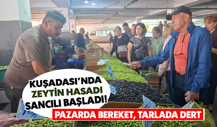 Kuşadası'nda zeytin hasadı sancılı başladı:Pazarda bereket ,tarlada dert var