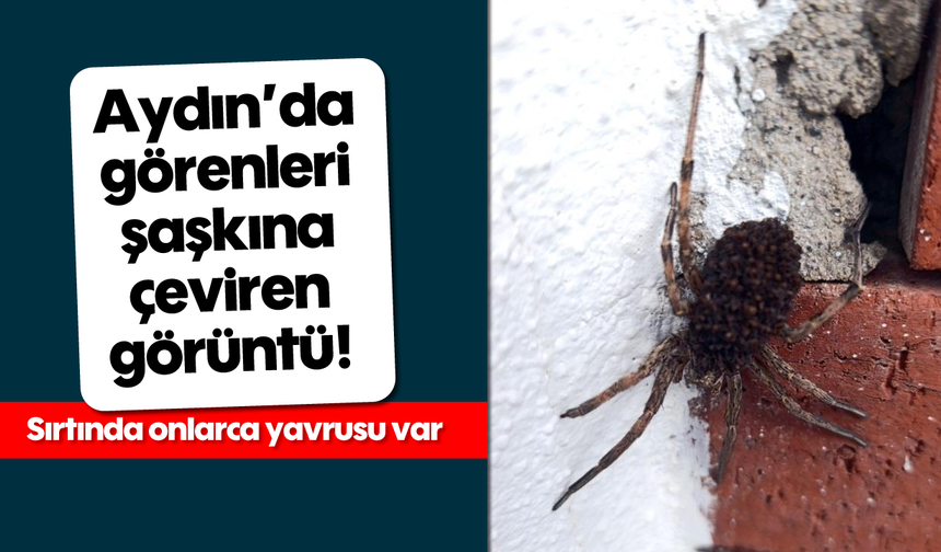 Aydın'da görenleri şaşkına çeviren görüntü! Sırtında onlarca yavrusu var