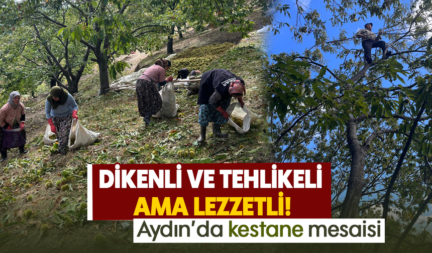 Dikenli ve tehlikeli ama lezzetli! Aydın’da kestane mesaisi