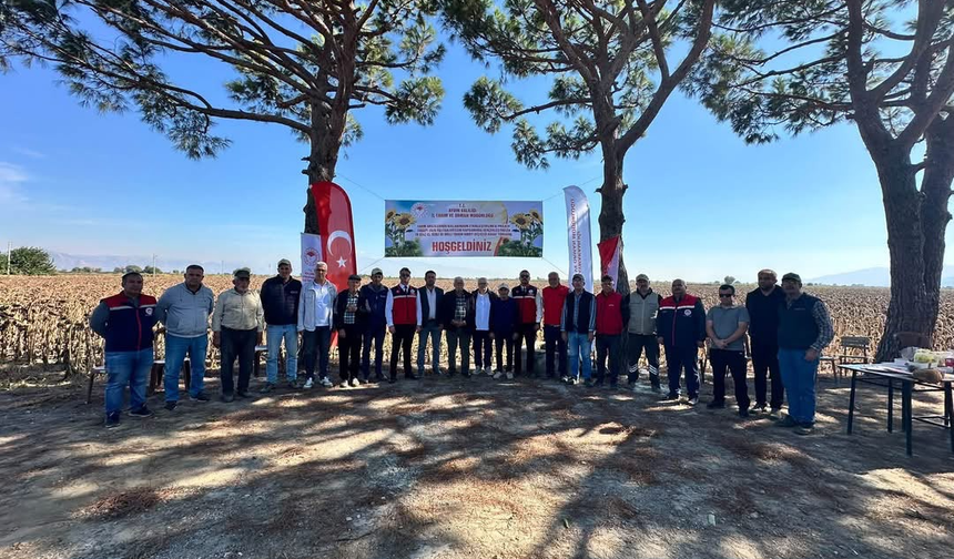 Koçarlı’da ayçiçeği hasadı başladı