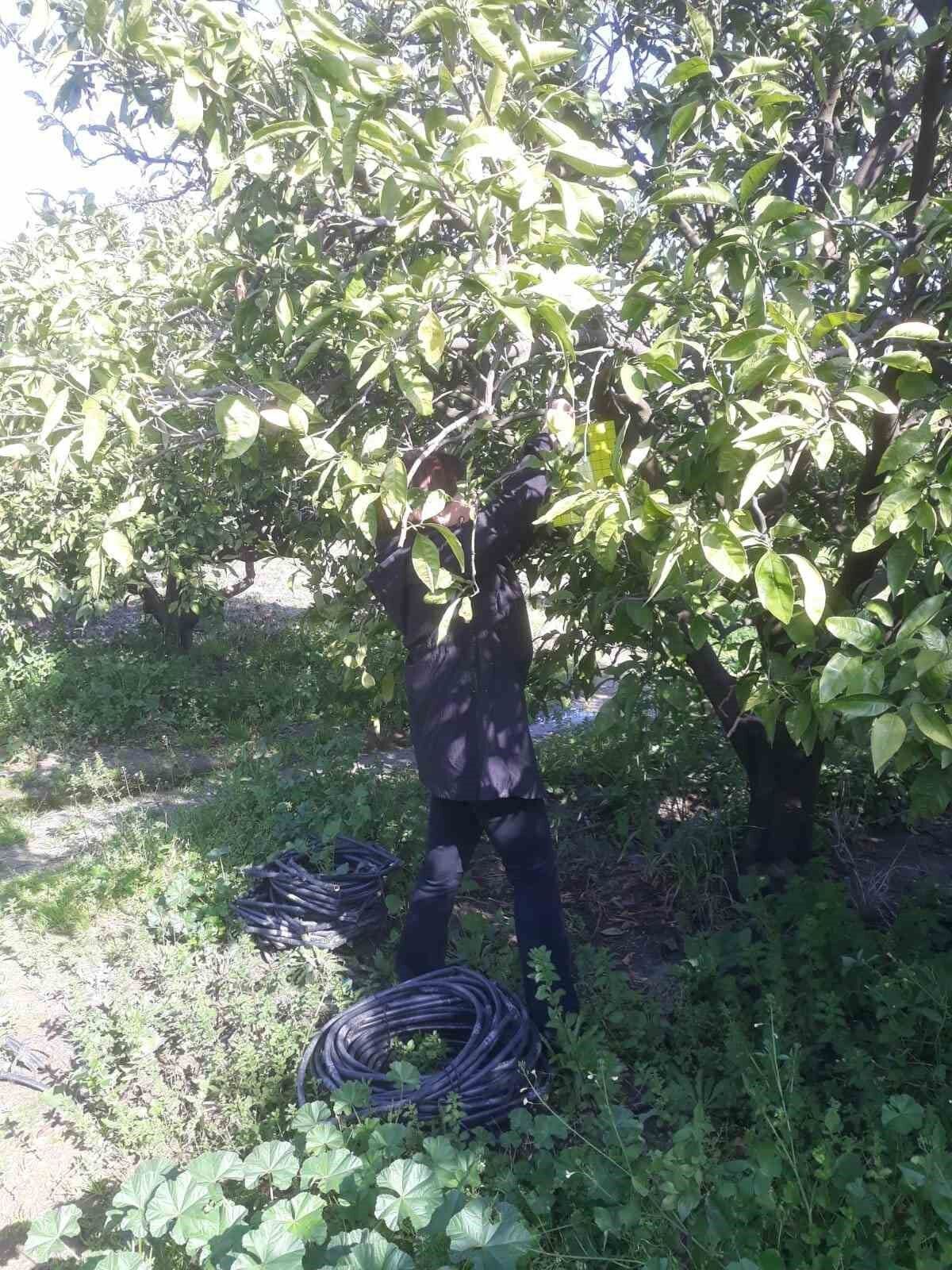 Aydinda Narenciye Bahceleri Tuzaklandi 6D35Bc1Fbde4A22A58B26A4274B0B3D4