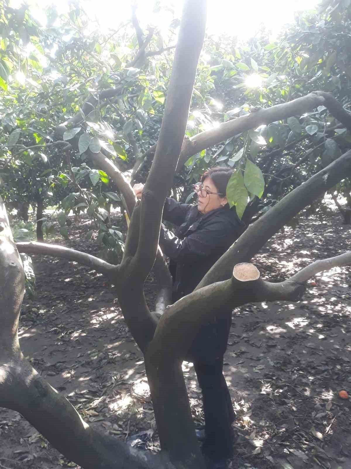 Aydinda Narenciye Bahceleri Tuzaklandi 87A9D32D3E91439801D137F670175C77