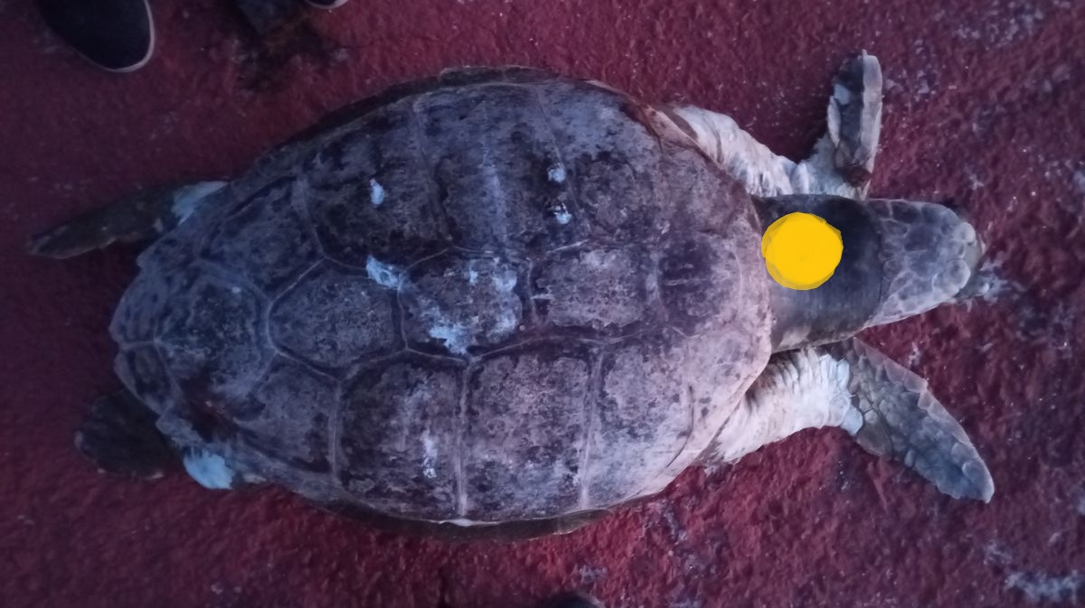 Caretta Carettayi Zipkinla Vurmuslar 454222 35Bee2Cb6B119C5E5118949E22Ba7Dd6